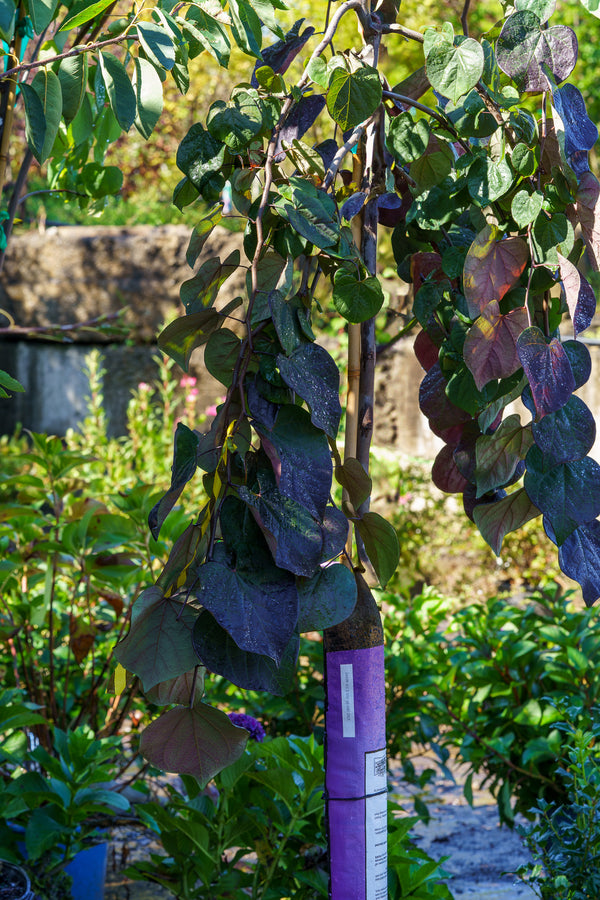 Ruby Falls Eastern Redbud