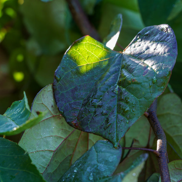 Ruby Falls Eastern Redbud
