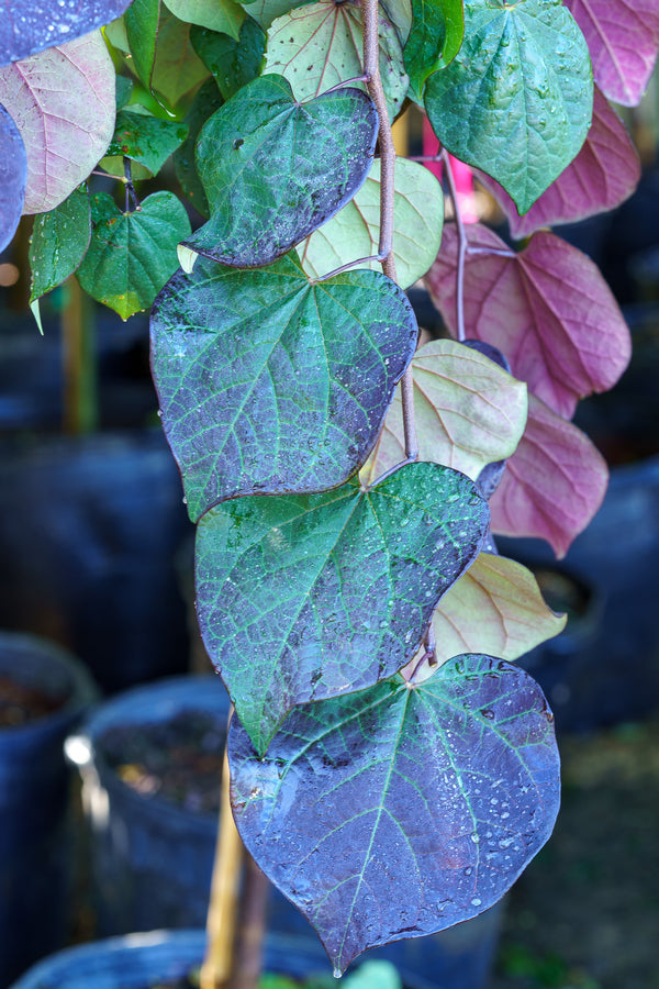 Ruby Falls Eastern Redbud