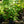 Load image into Gallery viewer, Ruby Slippers Oakleaf Hydrangea