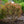 Load image into Gallery viewer, Ruslyn In The Pink Japanese Maple