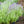 Load image into Gallery viewer, Russian Sage
