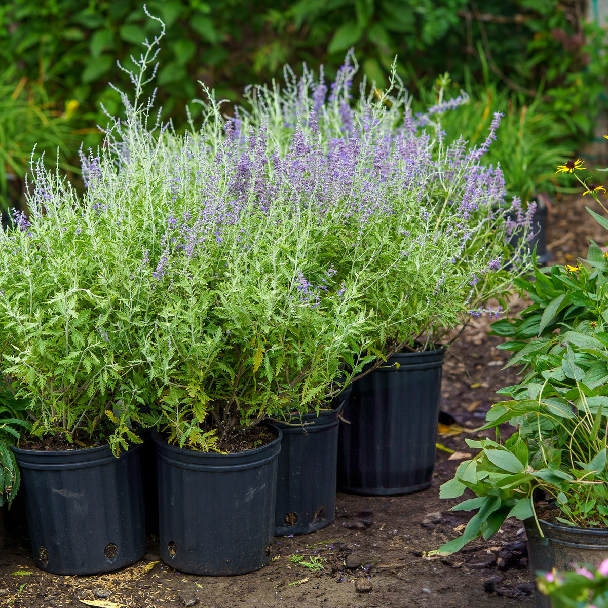 russian lavender plant Russian Sage – Plant Detectives