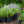 Load image into Gallery viewer, Russian Sage