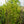 Load image into Gallery viewer, Rustica Rubra Saucer Magnolia - Magnolia - Flowering Trees