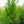 Load image into Gallery viewer, Rustica Rubra Saucer Magnolia
