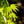 Load image into Gallery viewer, Ryusen Weeping Japanese Maple - Japanese Maple - Japanese Maples