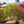 Load image into Gallery viewer, Ryusen Weeping Japanese Maple - Japanese Maple - Japanese Maples
