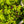 Load image into Gallery viewer, Ryusen Weeping Japanese Maple - Japanese Maple - Japanese Maples