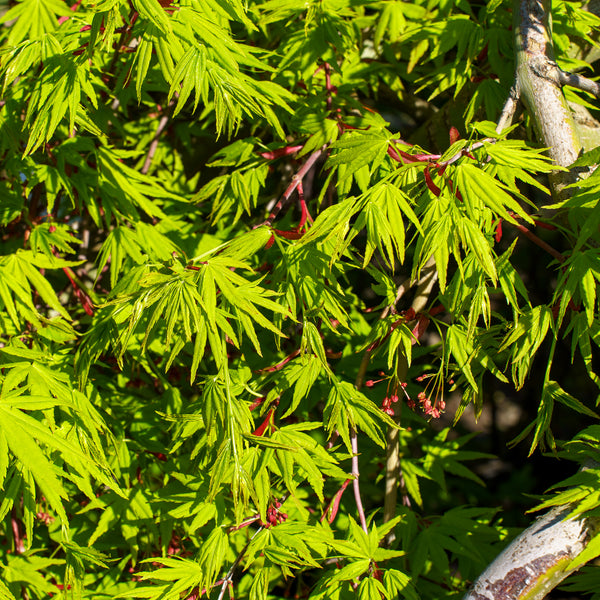 Ryusen Weeping Japanese Maple - Japanese Maple - Japanese Maples