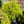 Load image into Gallery viewer, Ryusen Weeping Japanese Maple - Japanese Maple - Japanese Maples