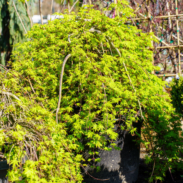 Ryusen Weeping Japanese Maple - Japanese Maple - Japanese Maples