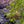 Load image into Gallery viewer, Ryusen Weeping Japanese Maple - Japanese Maple - Japanese Maples