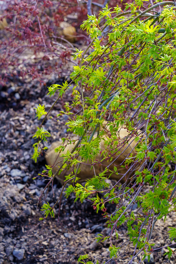 Ryusen Weeping Japanese Maple - Japanese Maple - Japanese Maples