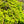Load image into Gallery viewer, Ryusen Weeping Japanese Maple - Japanese Maple - Japanese Maples