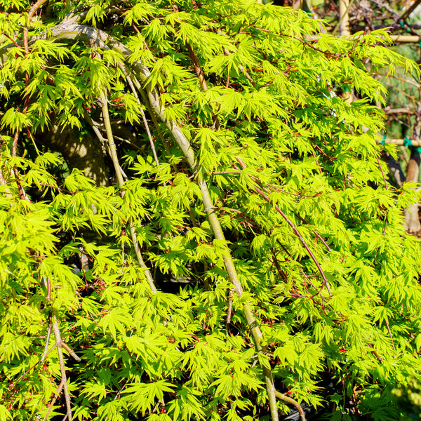 Ryusen Weeping Japanese Maple - Japanese Maple - Japanese Maples