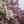 Load image into Gallery viewer, Saucer Magnolia - Magnolia - Flowering Trees
