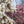 Load image into Gallery viewer, Saucer Magnolia - Magnolia - Flowering Trees