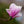 Load image into Gallery viewer, Saucer Magnolia - Magnolia - Flowering Trees