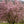 Load image into Gallery viewer, Saucer Magnolia - Magnolia - Flowering Trees