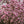 Load image into Gallery viewer, Saucer Magnolia - Magnolia - Flowering Trees