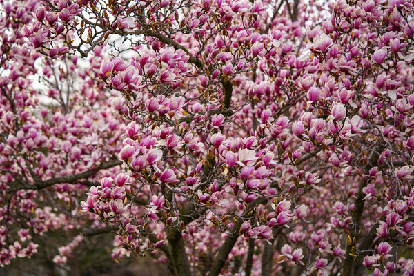 Saucer Magnolia