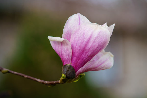 Saucer Magnolia