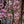 Load image into Gallery viewer, Saucer Magnolia - Magnolia - Flowering Trees