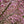 Load image into Gallery viewer, Saucer Magnolia - Magnolia - Flowering Trees