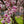 Load image into Gallery viewer, Saucer Magnolia - Magnolia - Flowering Trees