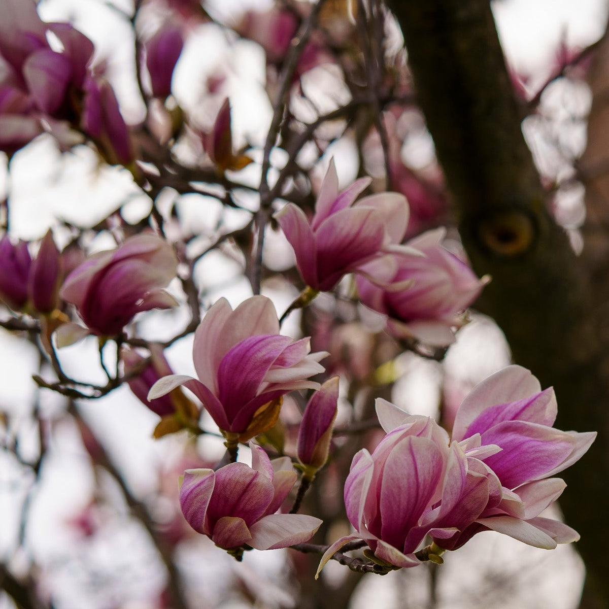 Saucer Magnolia – Plant Detectives