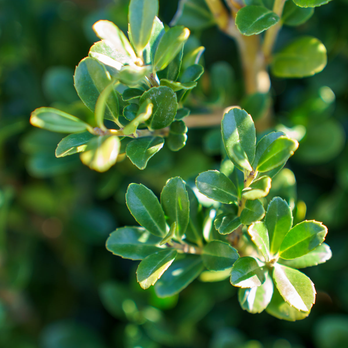 holly様 B2.5 Schwoebel Japanese Holly – Plant Detectives