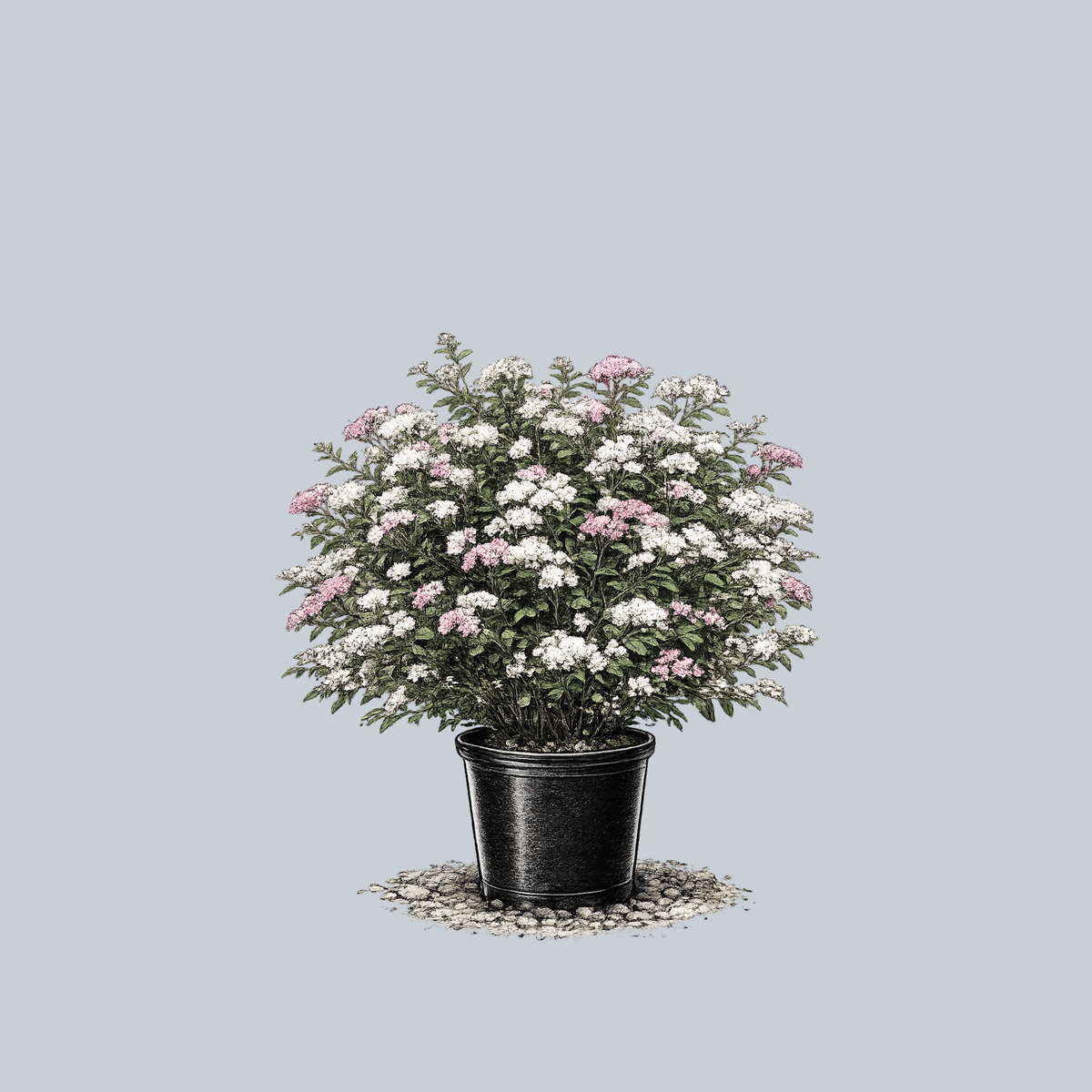 Shirobana Spirea  Plant Detectives