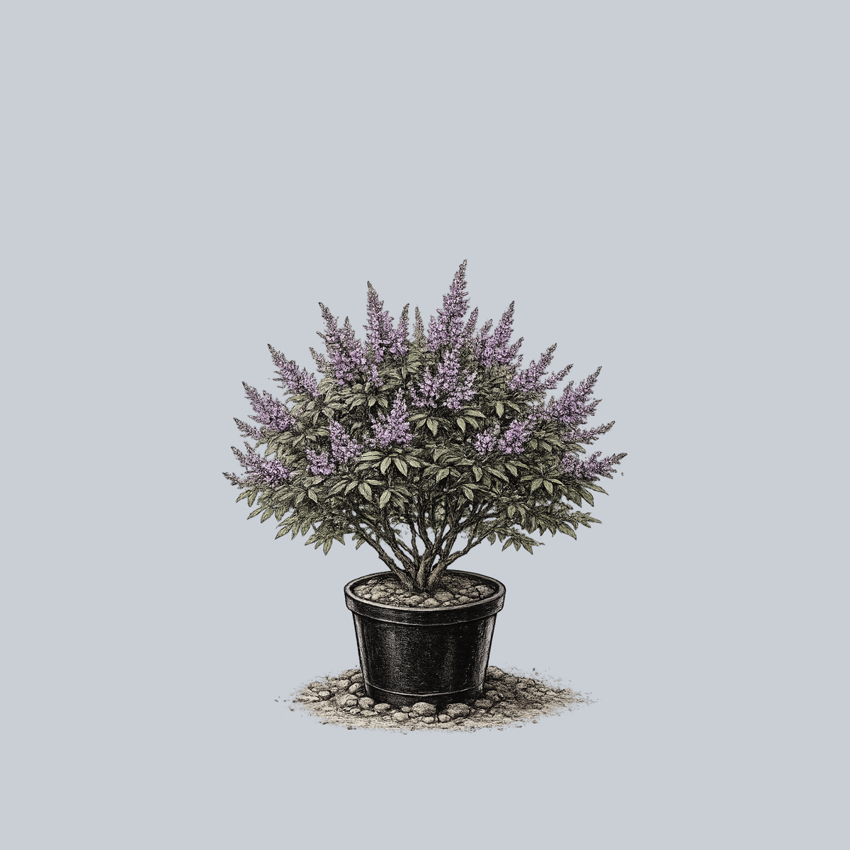 Shoal Creek Chaste Tree – Plant Detectives