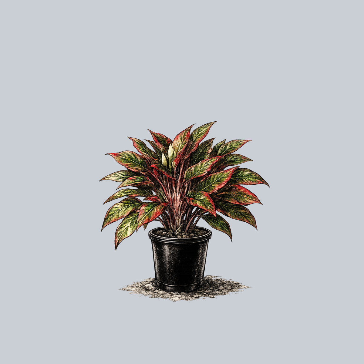 red and green aglaonema Siam Chinese Evergreen – Plant Detectives