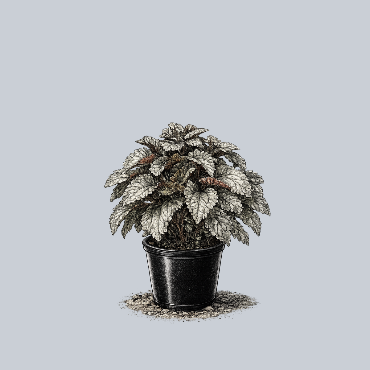 silver pot plant Silver Cloud Pilea – Plant Detectives