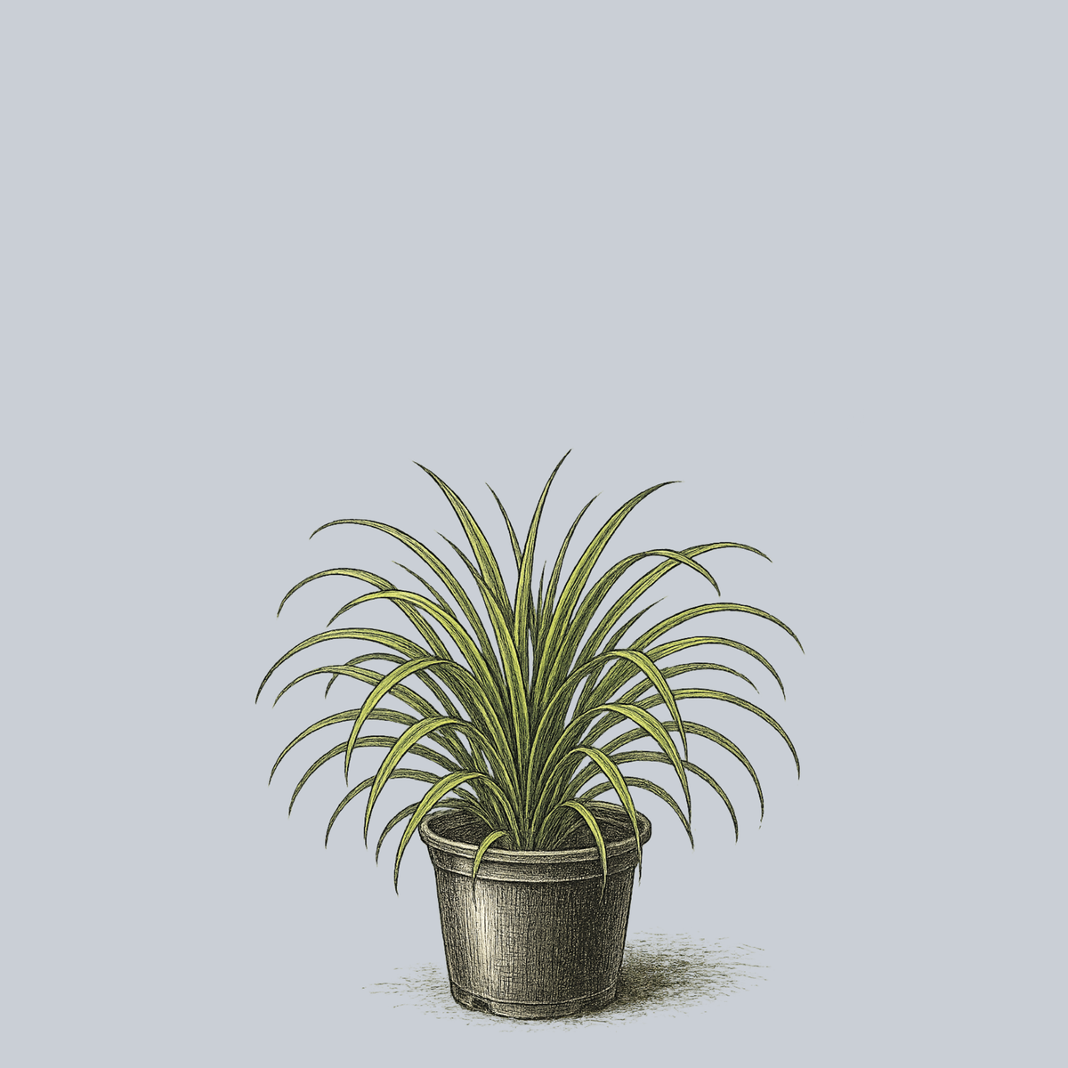 silver spider plant Silver Sceptre Sedge – Plant Detectives