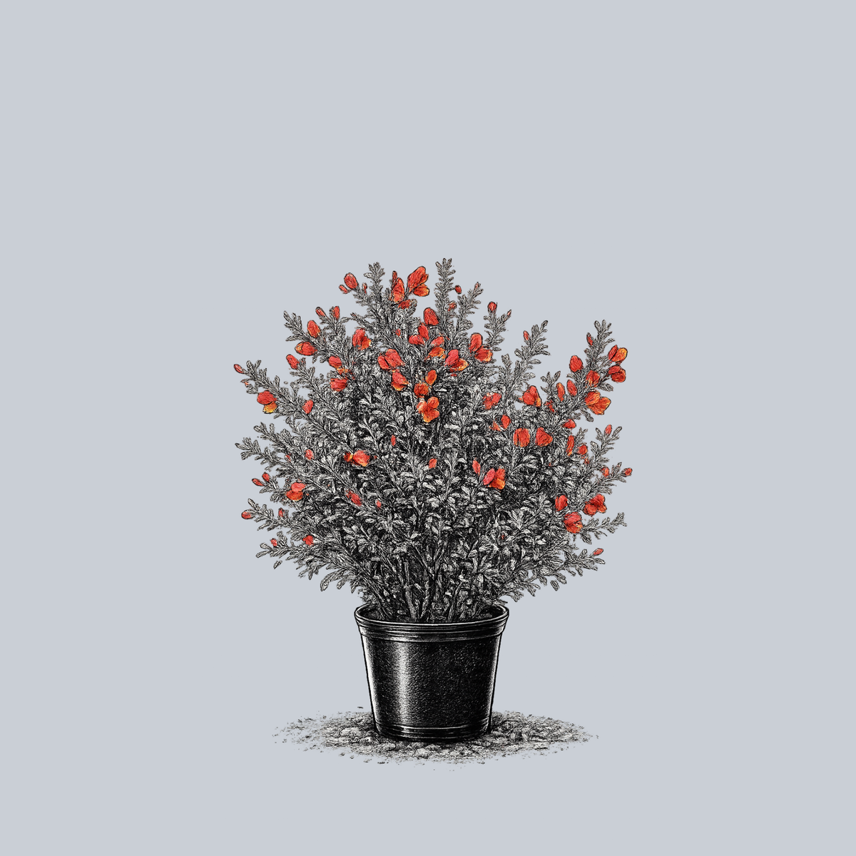 ヒスン musicplant orangeblood music plant Sister Redhead Scotch Broom – Plant Detectives