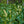 Load image into Gallery viewer, Schipka Cherry Laurel - Cherry Laurel - Shrubs