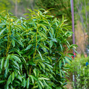 Schipka Cherry Laurel - Cherry Laurel - Shrubs