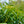 Load image into Gallery viewer, Schipka Cherry Laurel - Cherry Laurel - Shrubs