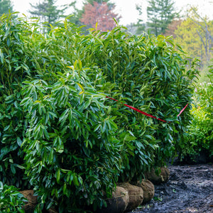 Schipka Cherry Laurel - Cherry Laurel - Shrubs