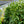 Load image into Gallery viewer, Schipka Cherry Laurel - Cherry Laurel - Shrubs