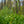 Load image into Gallery viewer, Schipka Cherry Laurel - Cherry Laurel - Shrubs