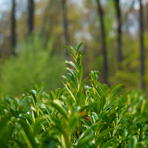 Schipka Cherry Laurel - Cherry Laurel - Shrubs