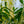 Load image into Gallery viewer, Schipka Cherry Laurel - Cherry Laurel - Shrubs