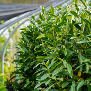 Cherry Laurel Growth