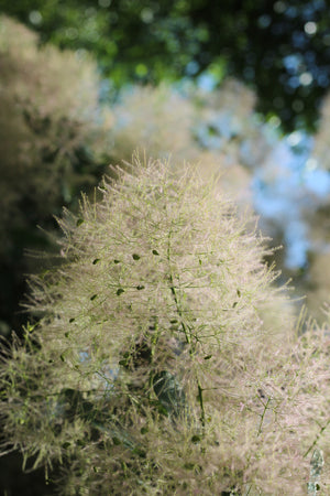 Smoke Bush