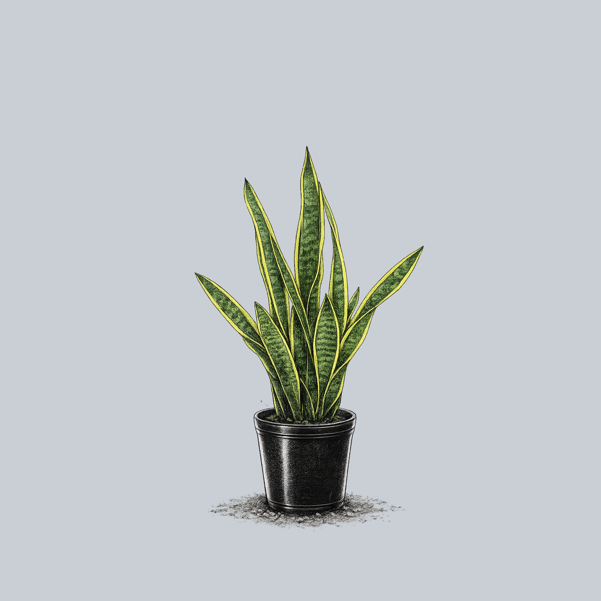picture of a snake plant Snake Plant – Plant Detectives