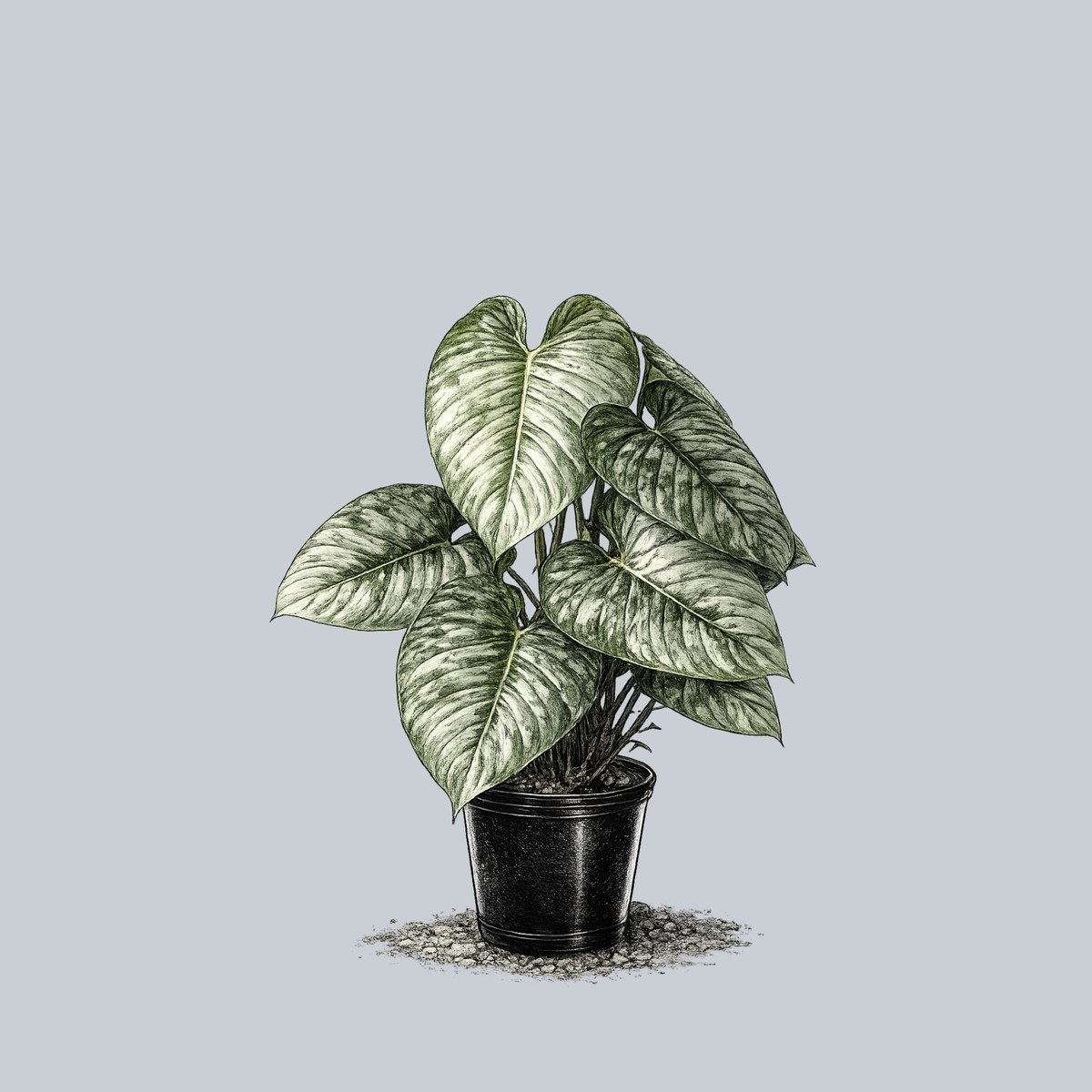 Sodiroi Philodendron – Plant Detectives